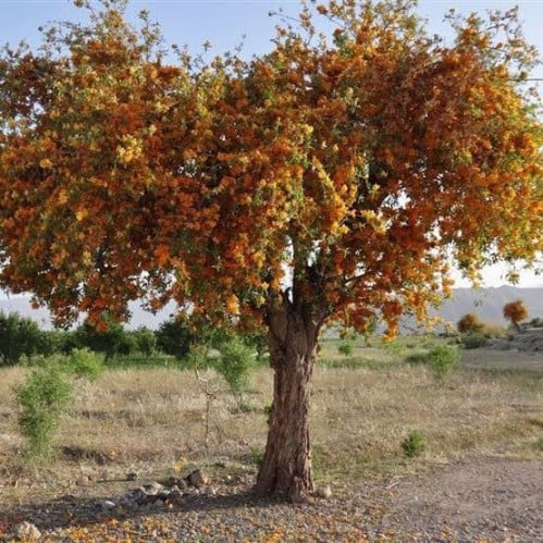 بذور الفرفارة جملة ( Tecomella undulata )