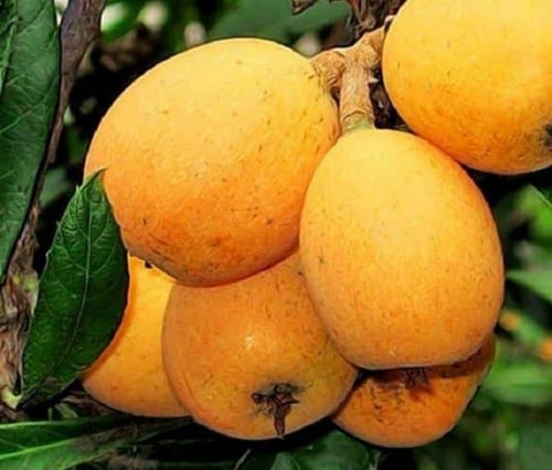 بذور فاكهة البشملة (Eriobotrya )