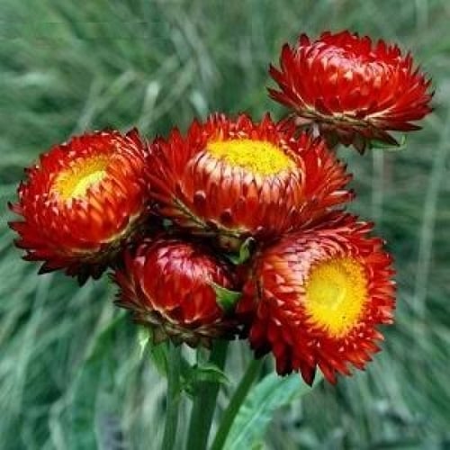 بذور زهرة الخلود ( Xerochrysum bracteatum )