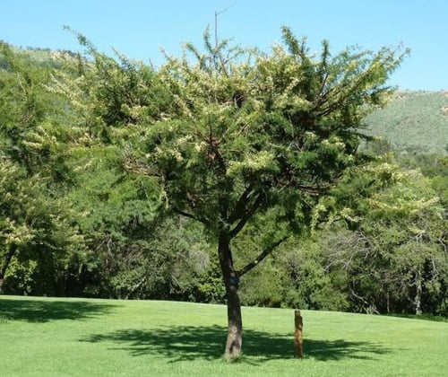 بذور شجرة الطلح النجدي ( Acacia gerrardii )