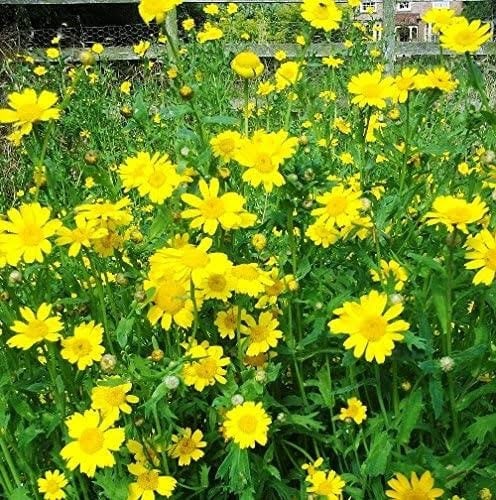 بذور زهرة ديزي الذرة (Glebionis segetum)