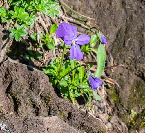 بذور زهرة بنفسج الثالوث (Viola calcarata)