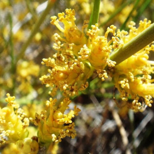 بذور العلندى الصفراء-العدام الأصفر ( Ephedra trans...