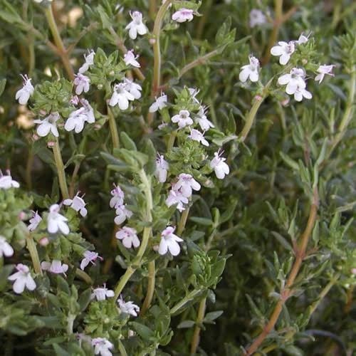 بذور عشبة الزعتر ( Thymus vulgaris )
