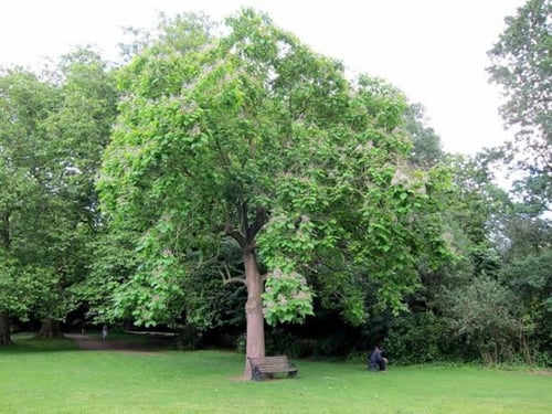 بذور شجرة الكاتالبا العملاقة ( Catalpa speciosa )