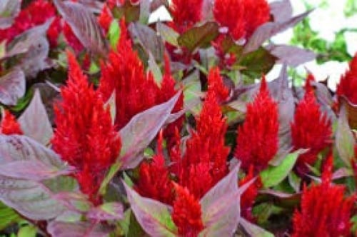 بذور زهور عرف الديك مخلوط - Celosia Argenta