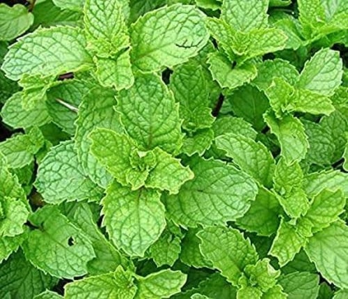 بذور نبات النعناع ( Mentha )