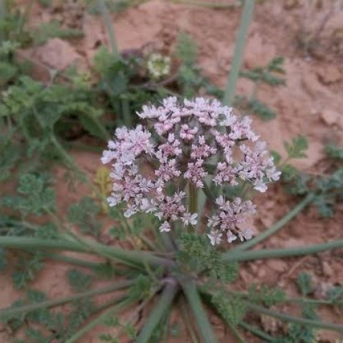 بذور البسباس ( anisosciadium lanatum )