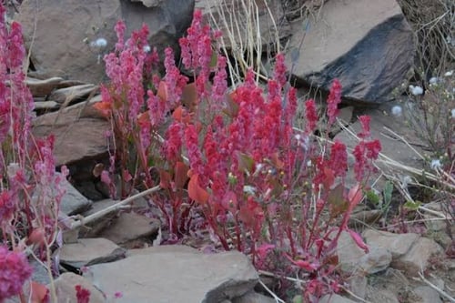 بذور شجيرة الحميض ( Rumex vesicarius )