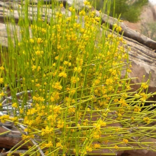 بذور العلندى الصفراء-العدام الأصفر ( Ephedra trans...