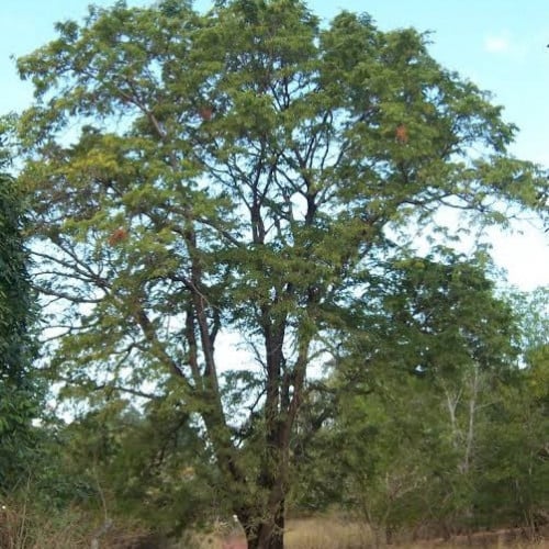 بذور شجرة تمر هندي ( Tamarindus indica )