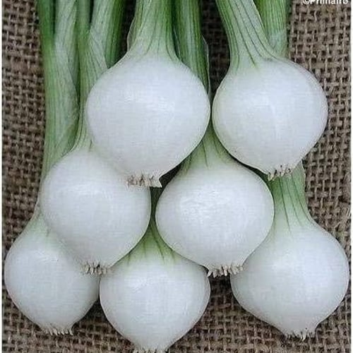 بذور بصل أخضر بارليتا ( Allium cepa )