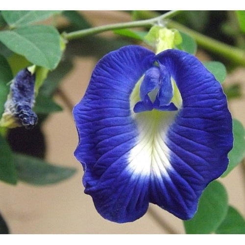 بذور متسلقة الشاي الأزرق - Clitoria ternatea