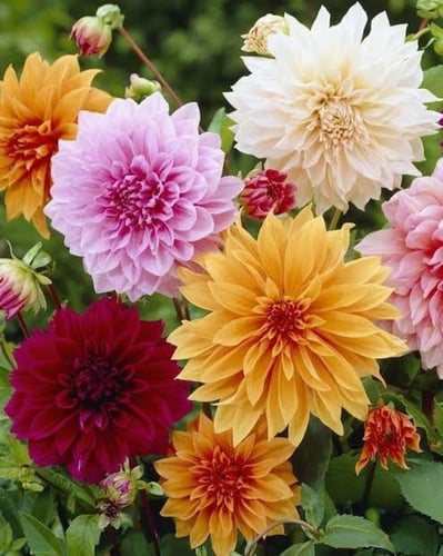 بذور زهرة الدهلية ( الدالية ) - ( Dahlia decorativ...