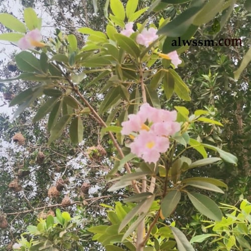 التابوبيا الورديه البيضاء ( Tabebuia heterophylla...