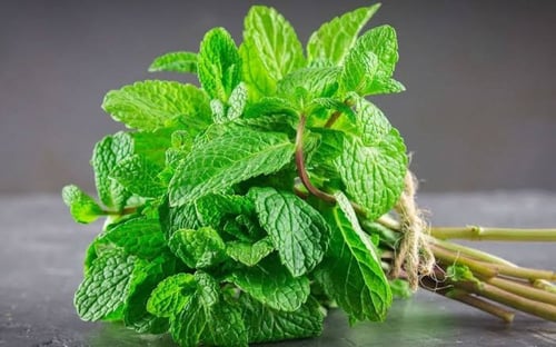 بذور نبات النعناع ( Mentha )