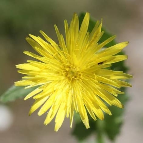 بذور العضيد ( Urospermum picroides )