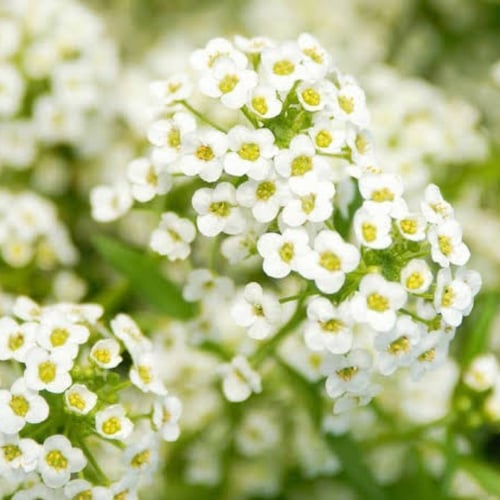 بذور زهرة الأليسم ( Lobularia maritima )