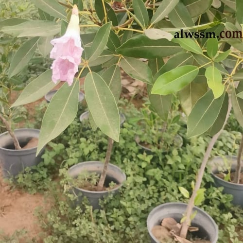 التابوبيا الورديه البيضاء ( Tabebuia heterophylla...