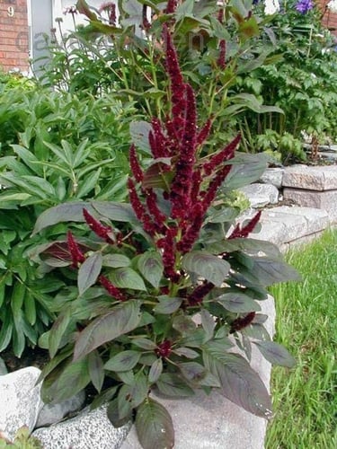 بذور أمرنتس أحمر ( Amaranthus cruentus )