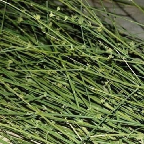 بذور شجيرة المرخ ( Leptadenia pyrotechnica )