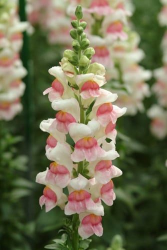 بذور زهرة فم السمكة ( Antirrhinum majus )