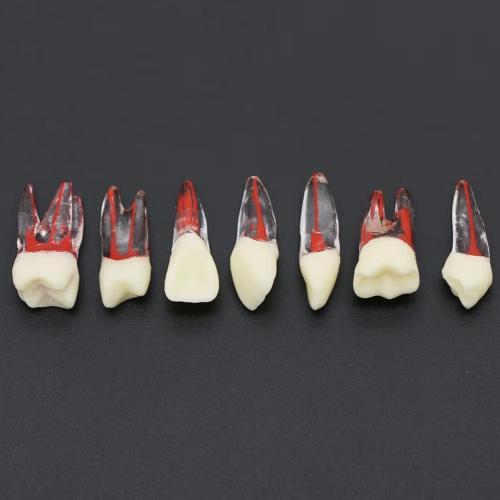 PLASTIC maxillary canine