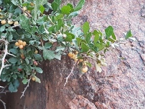 بذور العرن 20 بذرة قديمة searsia triparartita