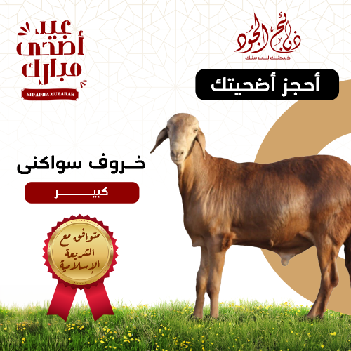 أضحية العيد سواكن كبير