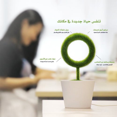نبتة منقية للهواء