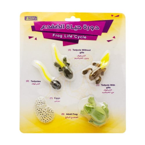 دورة حياة الضفدع