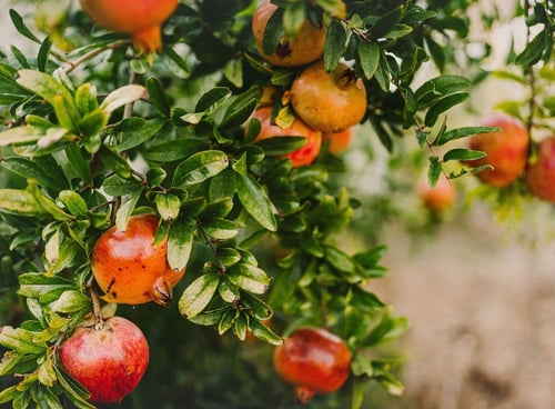 شامبو الرمان بوتانيك لتغذية ولمعان الشعر 470ml