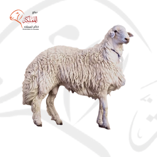 خروف حري - لباني كامل (12-15 كغ)