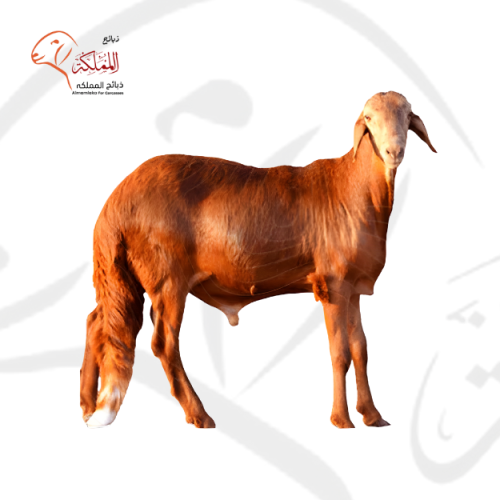 خروف سواكني - جذع صغير (22-25 كغ)