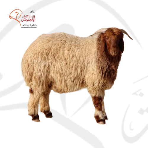 خروف نعيمي - جذع (28-30 كغ)