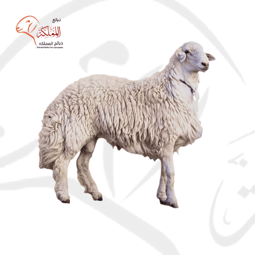 خروف حري - جذع وسط (25-28 كغ)