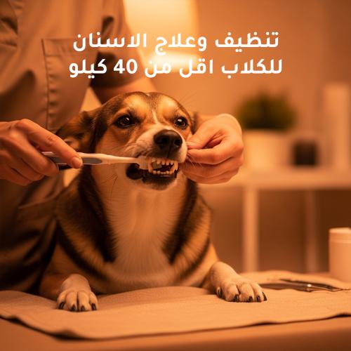 تنظيف وعلاج الاسنان للكلاب اقل من 40 كيلو