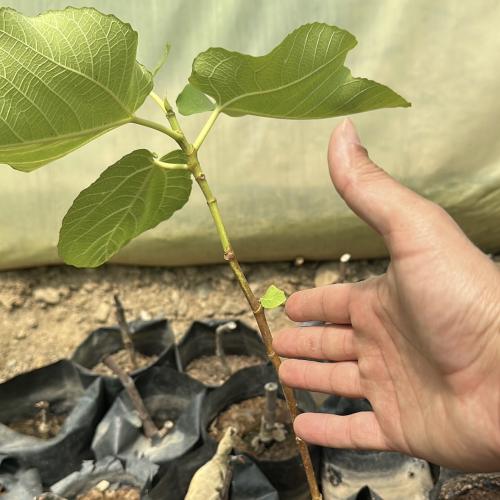 شتلة تين سلطاني