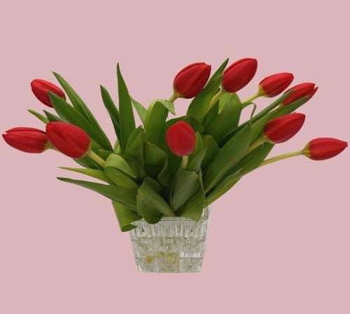 فازة توليب أحمر أنيقة