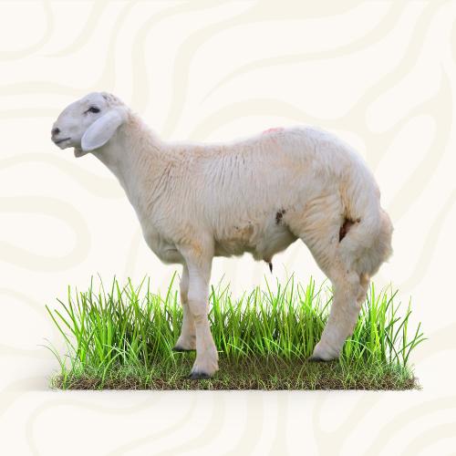 عقيقة حري وسط جبر( 18-20) كيلو