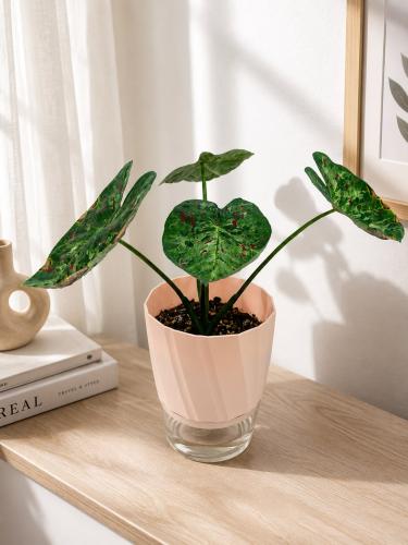 Caladium Miss Movet
