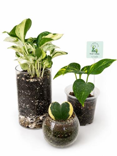 Easy Plants Pack (Pothos, Hoya, Pothos Mangola)