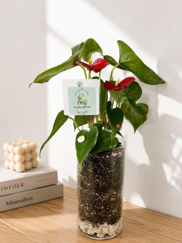 Red anthurium in a vase