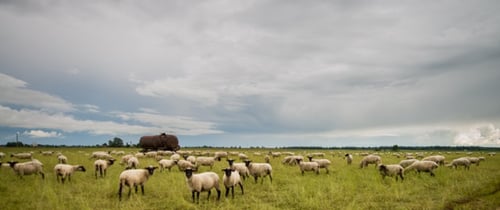 مزرعة متكاملة بأوروبا تربية مواشي و دواجن و استزرا...