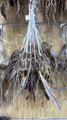 نقل ريش عصفور