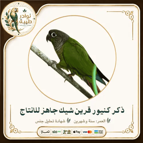 ذكر ببغاء كنيور قرين شيك (Green Cheek Conure) جاهز...