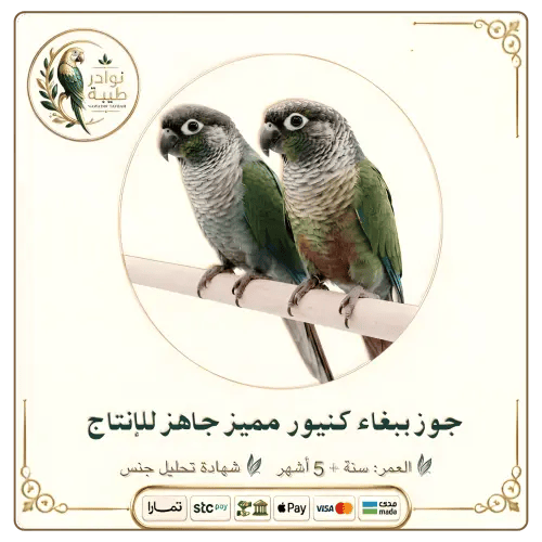 جوز ببغاء كنيور (Conure Pair) مميز جاهز للإنتاج (ش...
