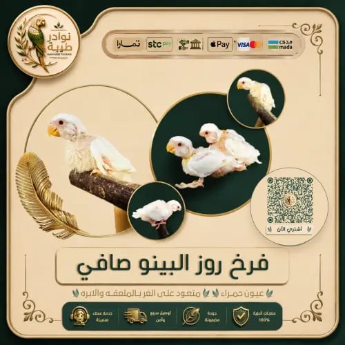 فرخ روز ألبينو – عيون حمراء | صحة ممتازة وحجم مثال...