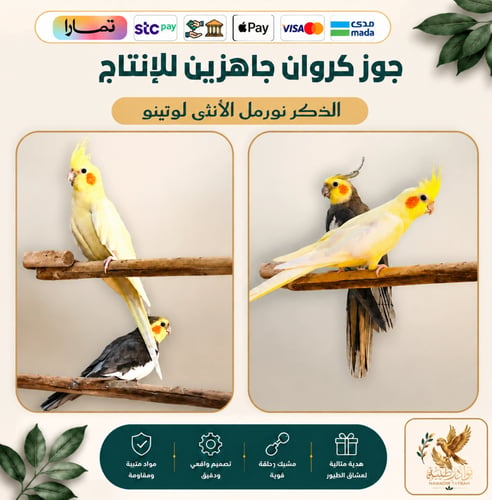 زوج كروان كوكتيل جاهز للإنتاج – ذكر وأنثى نورمل لو...