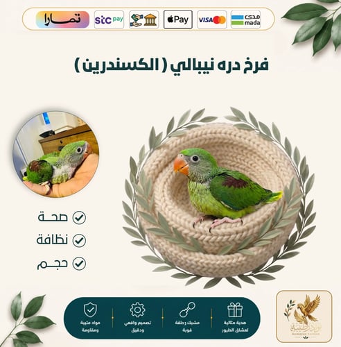 فرخ ببغاء درة نيبالي (ألكسندرين) - حجم جامبو أصيل